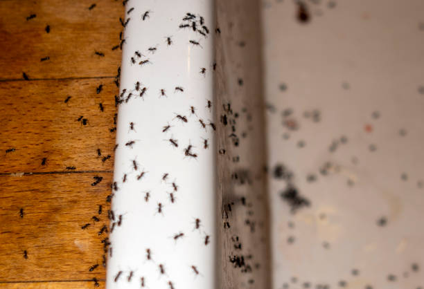Trusted Redkey, IN Pest Control Experts